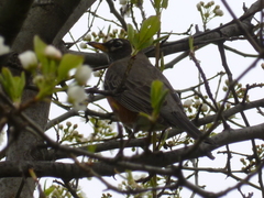 Turdus migratorius