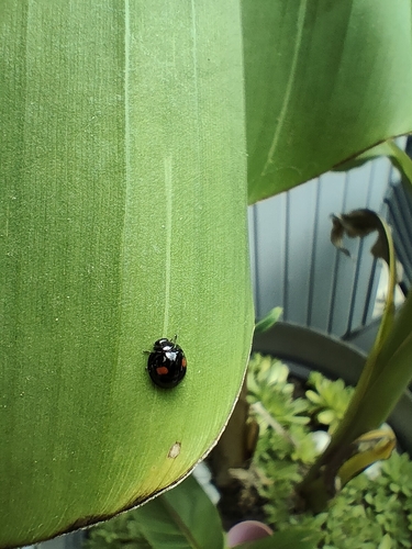Kidney-spot Ladybird