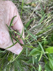 Euphorbia curtisii