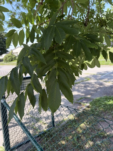 European ash