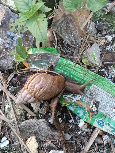 African Giant Snail