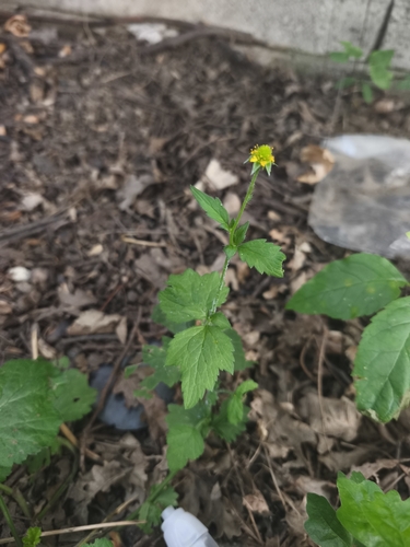 Wood Avens