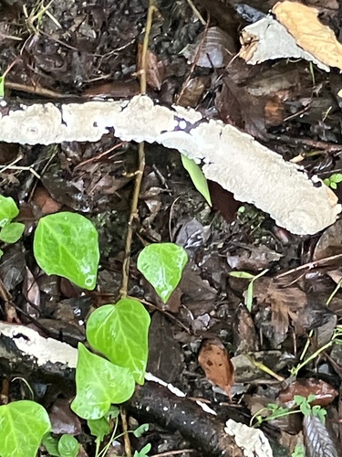 Milk-white Toothed Polypore
