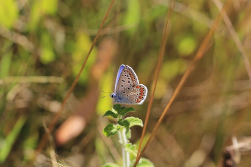 Common Blue
