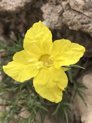 Oenothera lavandulifolia