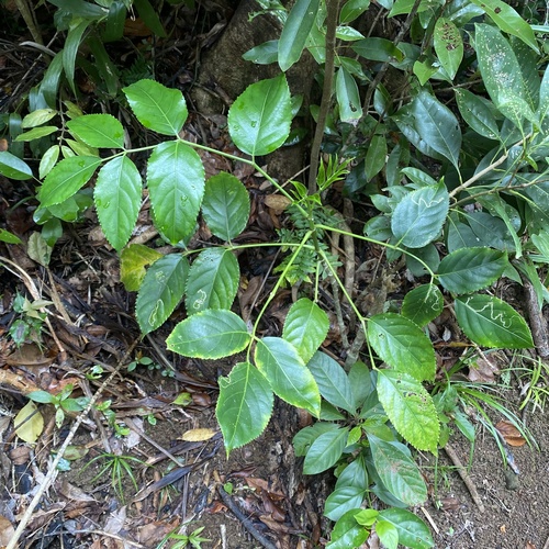 Dalrympelea trifoliata observed 2026-06-26