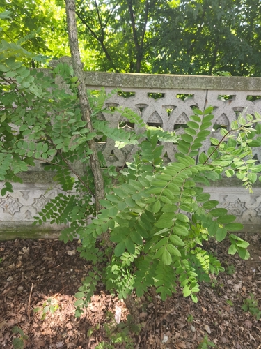 black locust