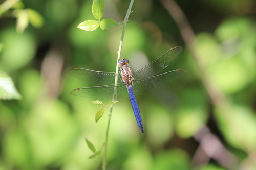 Keeled Skimmer