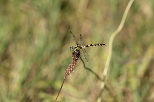 Small Pincertail