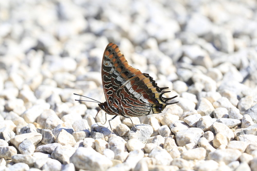 Two-tailed Pasha