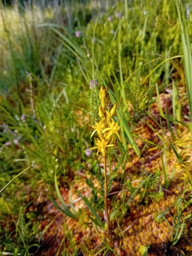 bog asphodel