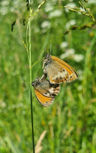 Pearly Heath