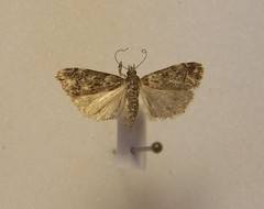 Eudonia minualis