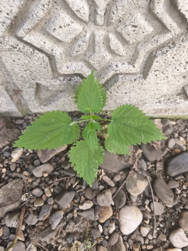 great stinging nettle