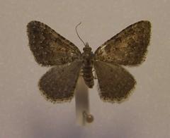 Helastia semisignata