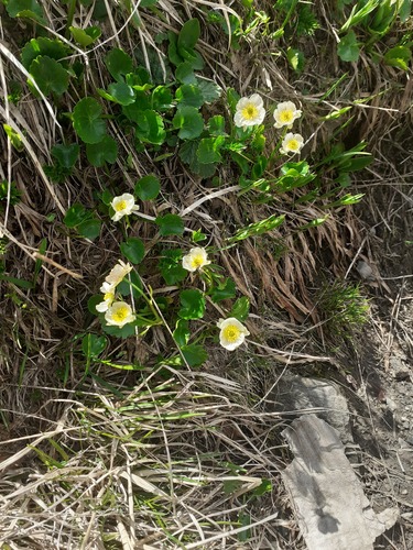 Ranunculus crenatus, photograph 6