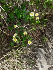 Ranunculus crenatus, photograph (c) Anne Heckmann, some rights reserved (CC BY)