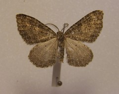 Helastia semisignata