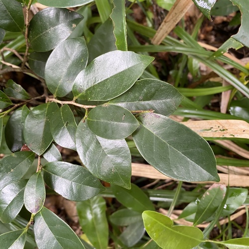 Distylium racemosum observed 2026-06-26