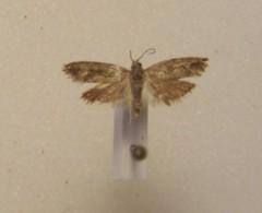 Strepsicrates ejectana