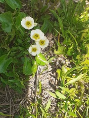 Ranunculus crenatus, photograph (c) Anne Heckmann, some rights reserved (CC BY)