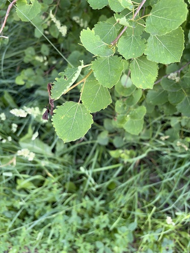 European aspen