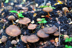 Psathyrella echinata