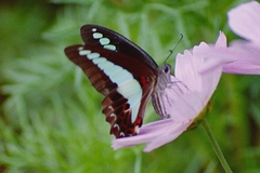 Graphium sarpedon sarpedon