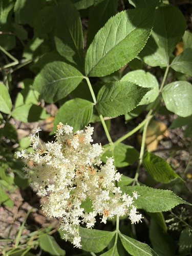 European black elderberry