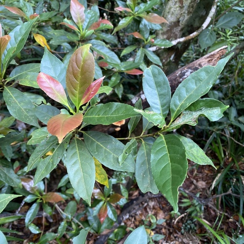 Elaeocarpus argenteus observed 2026-06-26