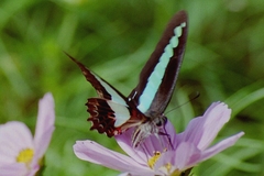 Graphium sarpedon sarpedon