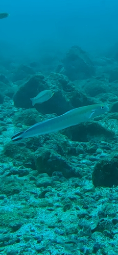 Malacanthus brevirostris observed 2026-06-26