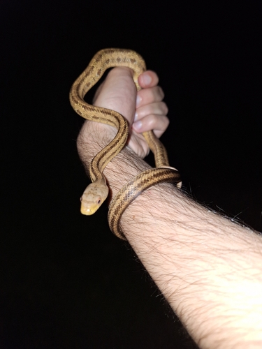 Eastern Ratsnake