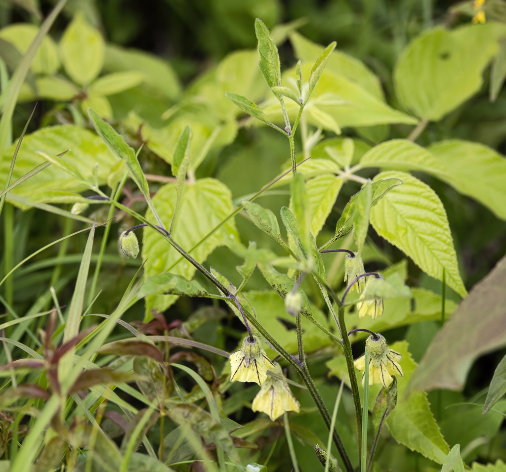 Physalis virginiana; photograph (c) Lauren McLaurin, some rights reserved (CC BY)