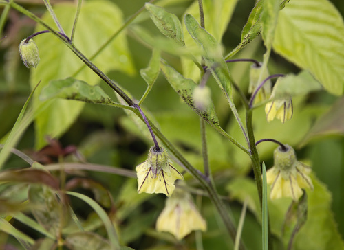 Physalis virginiana, photograph 1