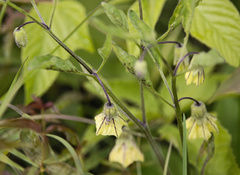 (c) Lauren McLaurin, some rights reserved (CC BY) Physalis virginiana, photograph (c) Lauren McLaurin, some rights reserved (CC BY)