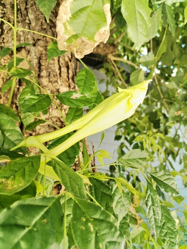 Dolichandrone serrulata, photograph 4