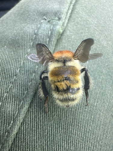 Bombus laesus laesus