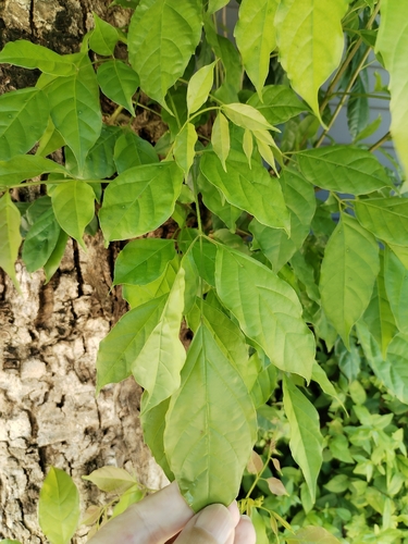 Dolichandrone serrulata, photograph 6