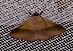 Ophyx ochroptera