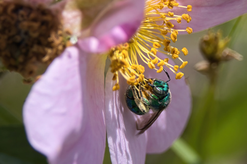 Northeastern Sweat Bee photo 4
