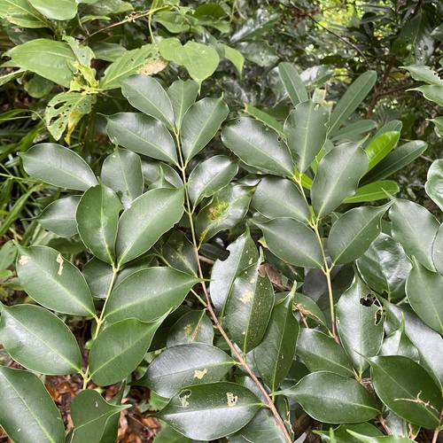 Syzygium acuminatissimum observed 2026-06-26
