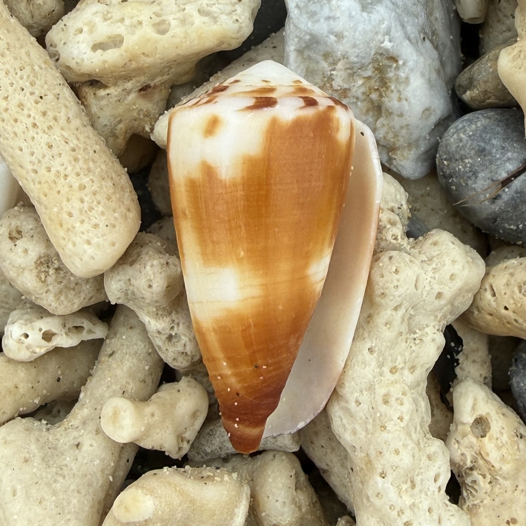 Conus striatellus