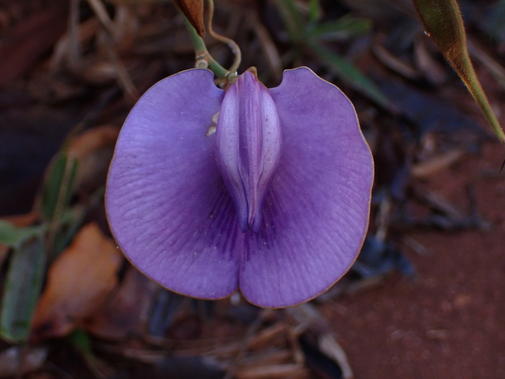 Centrosema sericiflorum