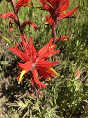 Castilleja subinclusa