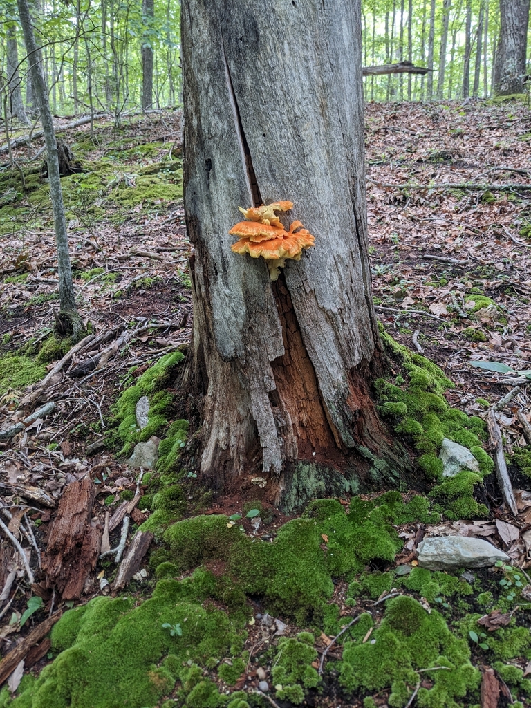 chicken of the woods · June 2026 · photo: Photo: (c) Alaina Krakowiak, some rights reserved (CC BY) · iNaturalist
