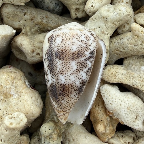 Conus arenatus observed 2026-06-26