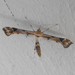 Artichoke Plume Moth - Photo (c) C. Mallory, some rights reserved (CC BY-NC), uploaded by C. Mallory