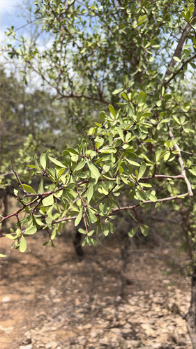 confetti spikethorn