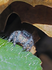 Phidippus audax